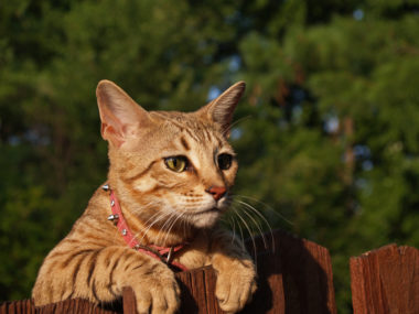 A striped, gold-colored female Savannah cat wearing a pink collar looking over a wooden fence.