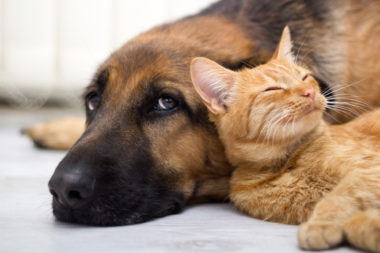 Cat and German Shepherd resting together.