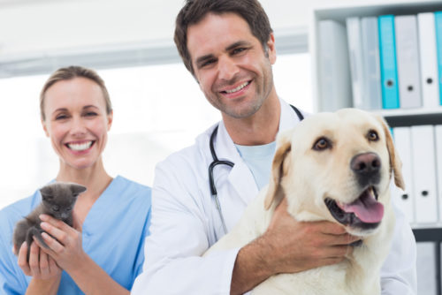 A photo of two veterinarians: one in the background — a woman holding a grey kitten — while the other is in the foreground — a man holding a yellow lab dog.