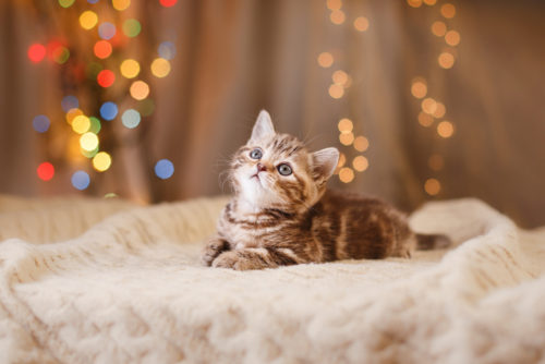 A kitten sits on top of a bed with lights in the background of its home.