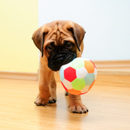 A bullmastiff puppy on a wooden floor holding a fabric ball in his mouth