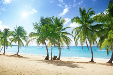 Bright sunlight hitting palm trees along a beach on Catalina Island in Domincan Republic