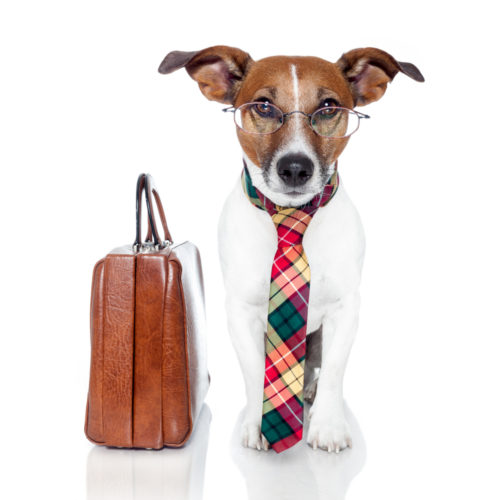 A dog sits next to a briefcase wearing eyeglasses and a tie.